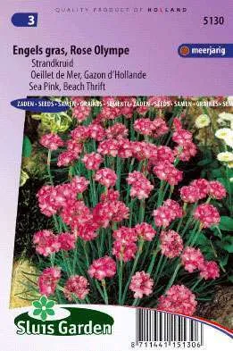 Alpen Aster