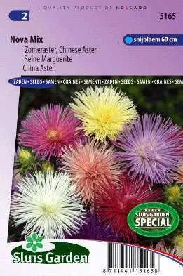 Aster Callistephus chinensis Nova mix