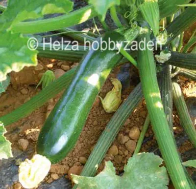 Courgette Naxos F1 ca 250 zaden
