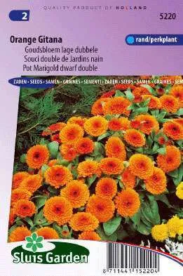 Goudsbloem Orange Gitana Lage Dubbele, Calendula