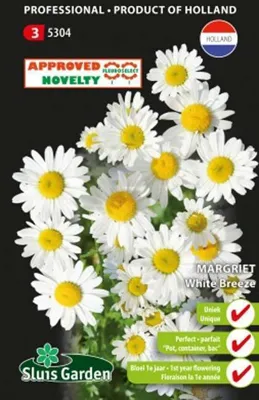 Chrysanthemum leuc.