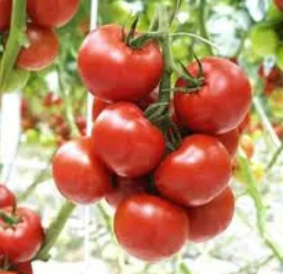 Moneymaker  tomaten ca 1000 zaden