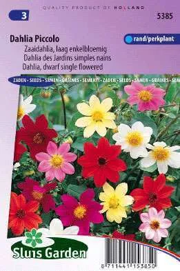 Dahlia variabilis Piccolo mix 5385