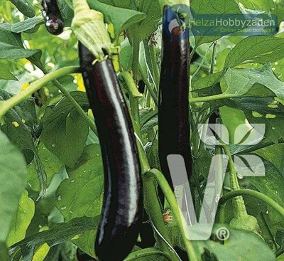 Aubergine Faselis F1 5 zaden