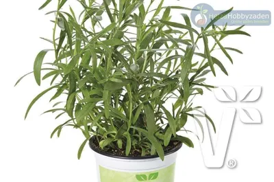 Dragon Samira®  tarragon