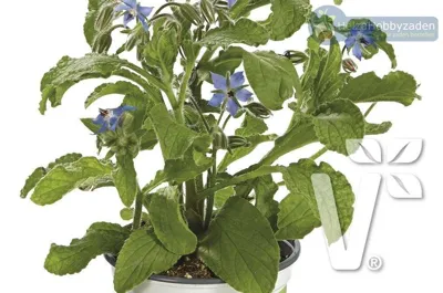 Borage Boris | ECO