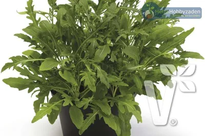 Rucola Grazia Pillen