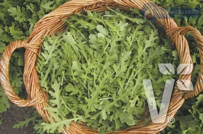 Rucola Tiger