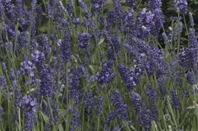 Lavendel Provence
