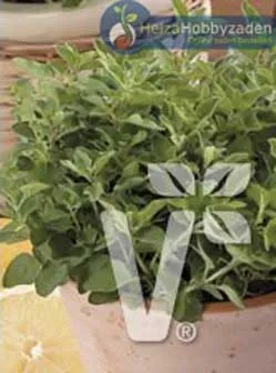 Oregano Kreta