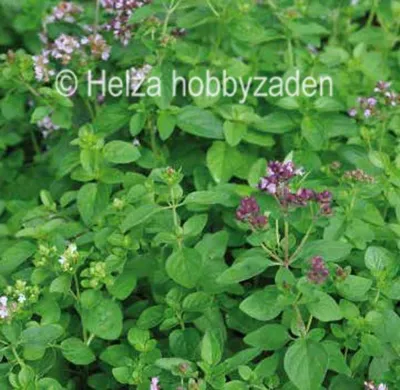 Oregano Aromata  | ECO