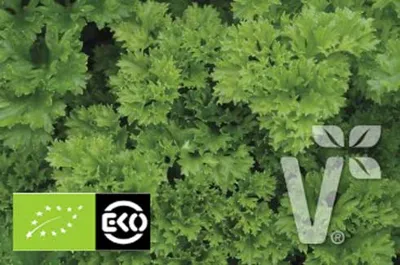 Krulpeterselie  Grandeur | ECO