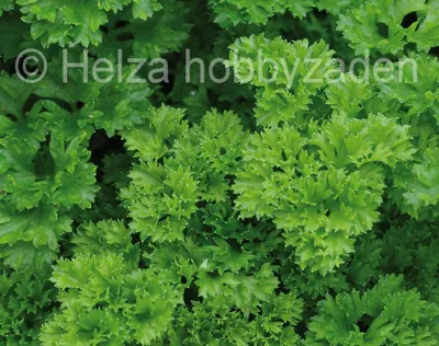 Peterselie Groene Parel | ECO
