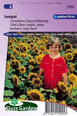 Sunflower dwarf single Sunspot