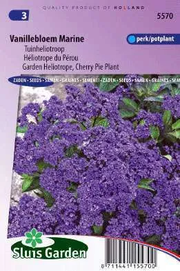 Garden Heliotrope, Cherry Pie Plant Marine