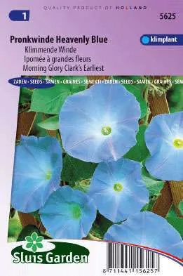 Klimmende Winde Clark`s Bleu Ipomoea