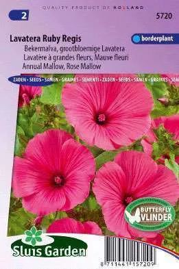 Lavatera trimestris Ruby Regis