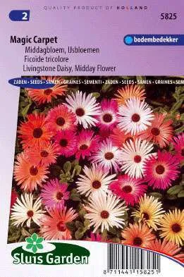 Middag/ijsbloem, Dorotheanthus