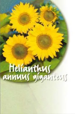 Zonnebloemen, 100 zakjes