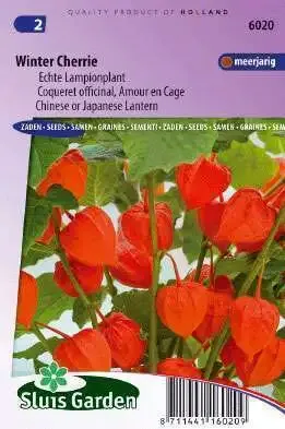 Chinese or Japanese Lantern Winter Cherry