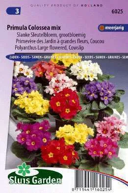 Primula of Sleutelbloem Grootbloemig