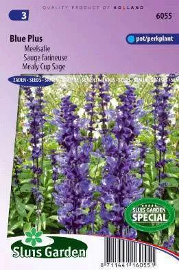 Sage, Mealy Cup Sage Blue Plus