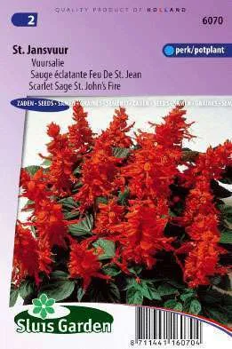 Salvia St. Jansvuur