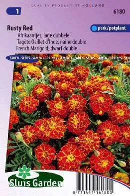 Afrikanen Rusty Red Lage Dubbele, Tagetes patula Nana