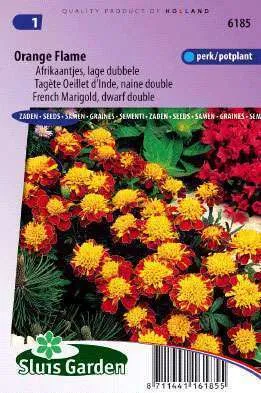 Afrikanen Orange Flame Lage Dubbele