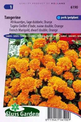 Afrikanen Tangerina Lage Dubbele,  Tagetes patula nana