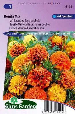 Afrikanen Lage Dubbele Gemengd bonita mix,  Tagetes patula nana
