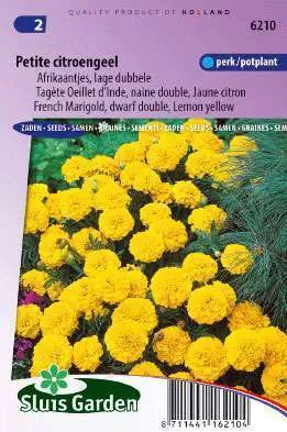 Afrikanen Tagetes patula nana Petite Yellow