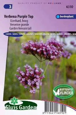 Verbena bonariensis Purple Top, ijzerhard