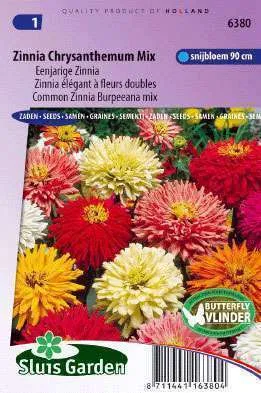 Zinnia Chrysanthemumbloemige Gemengd