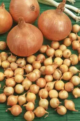 Plantuien Sturon (1000 gram)