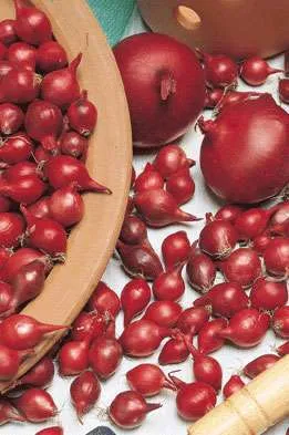 Plantui Red Baron (1000 gram)