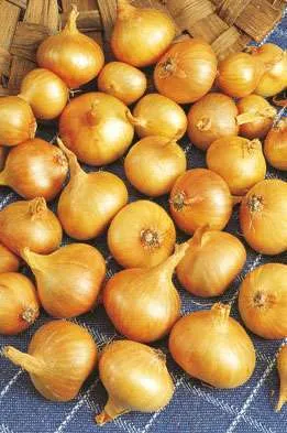 Sjalotten Yellow Moon 250 gram