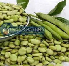 Tuinboon Aguadulce ( winter tuinboon ) vanaf,