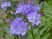 Groenbemester Phacelia 1000 gram