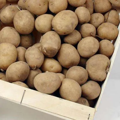 Frieslander