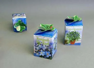 Greengift Vergeet me Nietje per 5 stuks