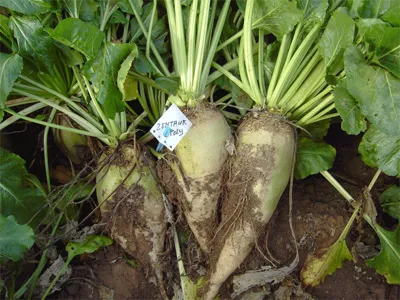 Voederbieten Zentauer Poly 100 gram