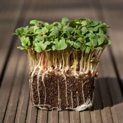 Spruitgroente Radijs Daikon ca 10 gram