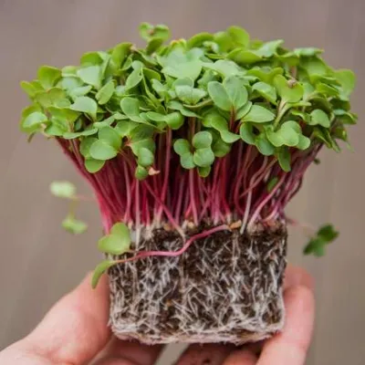 Spruitgroente Radijs pink ca 10 gram