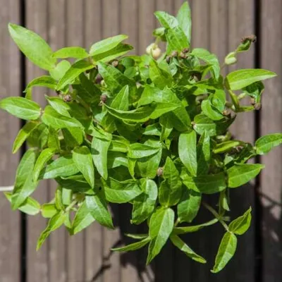 Spruitgroente Tauge | Mung Bean ca 10 gram