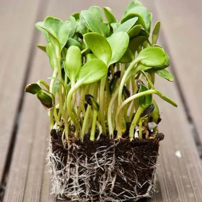 Spruitgroente Sunflower ca 10 gram