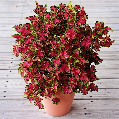 Coleus Colocha Rose
