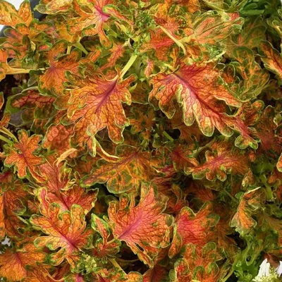 Coleus Colocha Scarlet