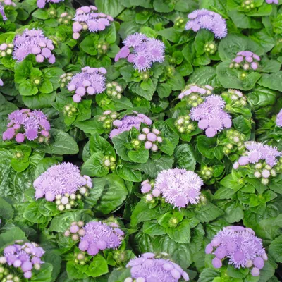 Ageratum houstonianum Hawaii Blue