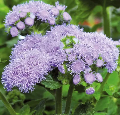 Ageratum houstonianum Blue Horizon F1